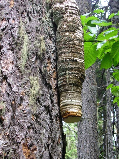 Fomitopsis officinalis